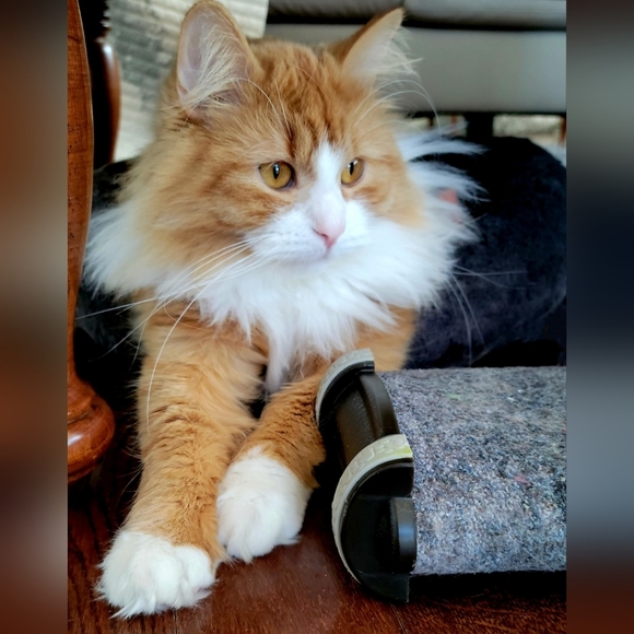 Meet your Posher, Catherine's Closet Finds 🛍 - Picture 3 of 11